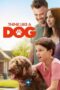 Think Like a Dog (2020) Think Like a Dog (2020)