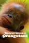 Secret Lives of Orangutans (2024) Secret Lives of Orangutans (2024)